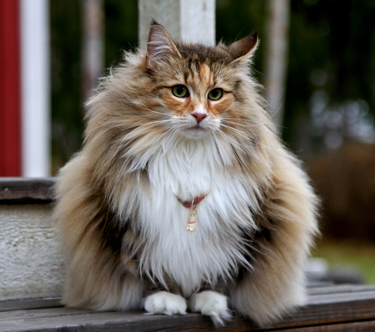 Maine Coon Cats For Adoption Arlington