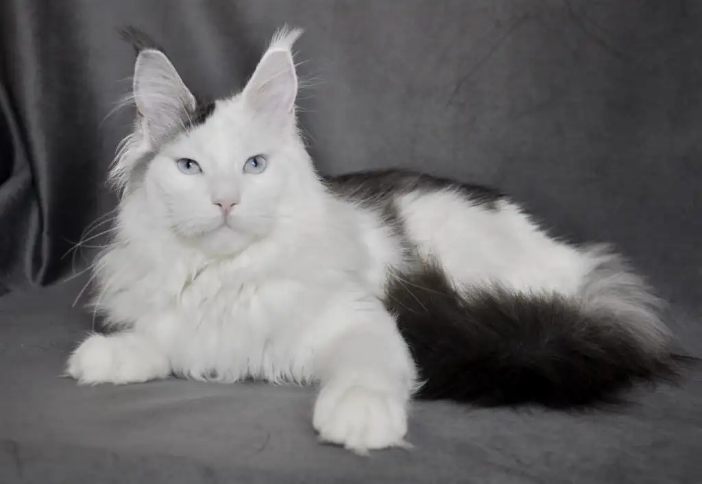 Maine Coon Cats For Adoption Atlanta
