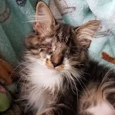 Maine Coon Cats For Adoption Bakersfield