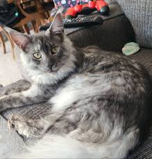 Maine Coon Cats For Adoption Baltimore