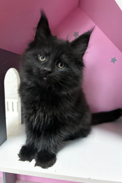 Maine Coon Cats For Adoption Baton Rouge