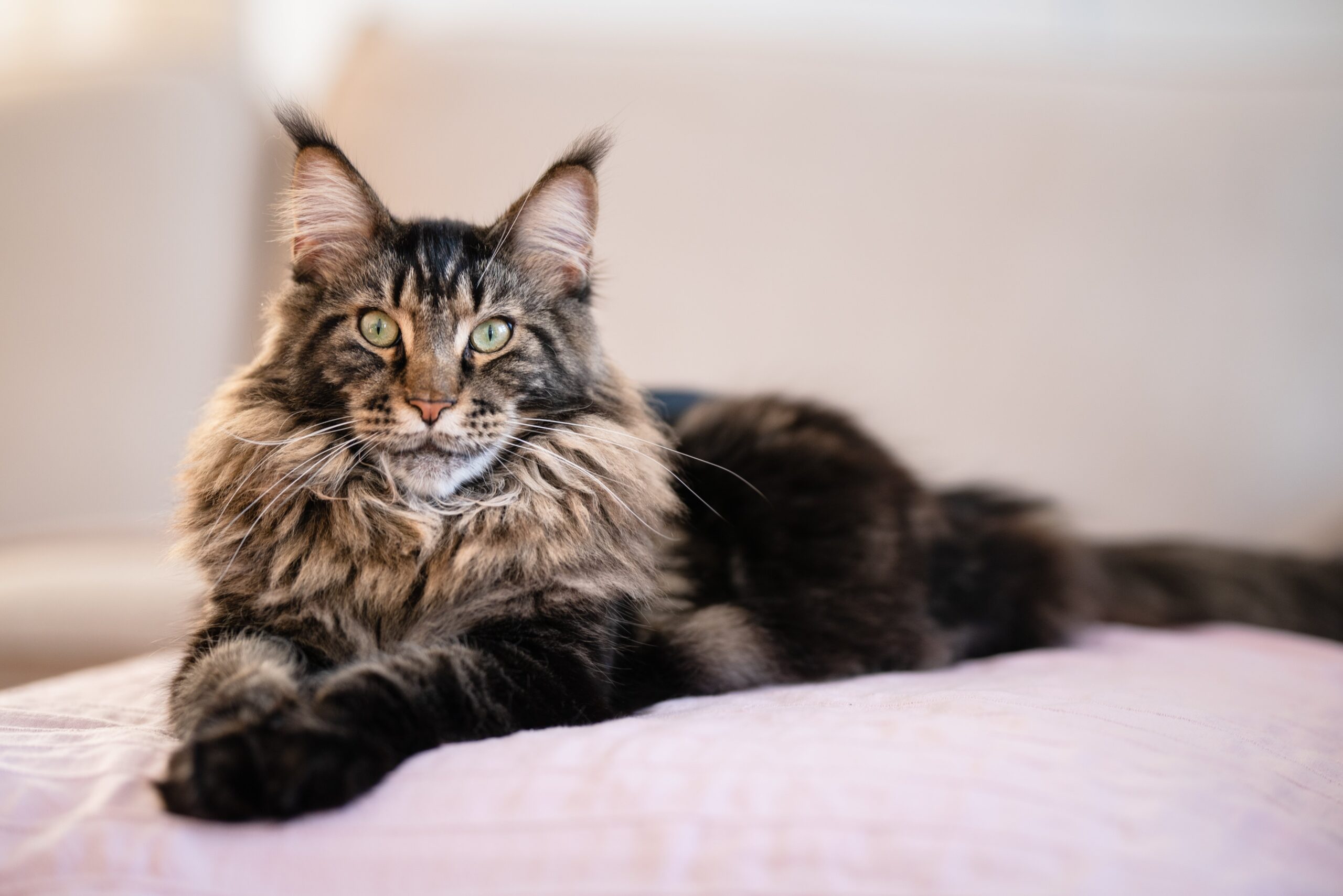 Maine Coon Cats For Adoption Boise