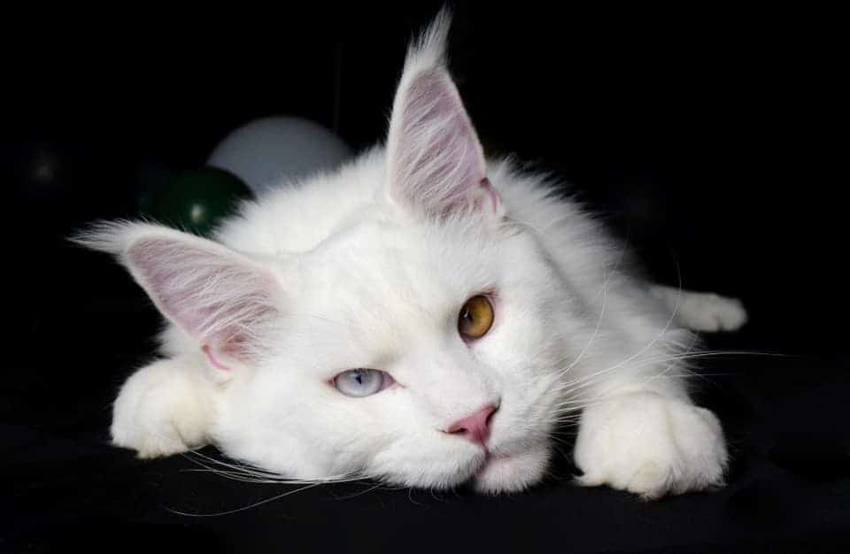 Maine Coon Cats For Adoption Buffalo