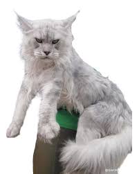 Maine Coon Cats For Adoption Chandler