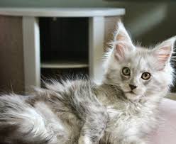 Maine Coon Cats For Adoption Chesapeake
