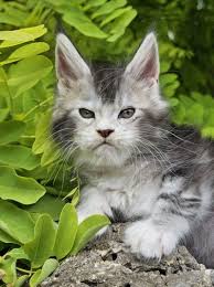 Maine Coon Cats For Adoption Cincinnati