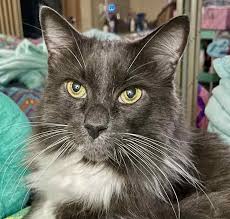 Maine Coon Cats For Adoption Cleveland