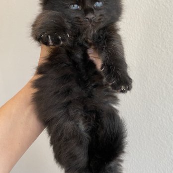 Maine Coon Cats For Adoption Colorado Springs