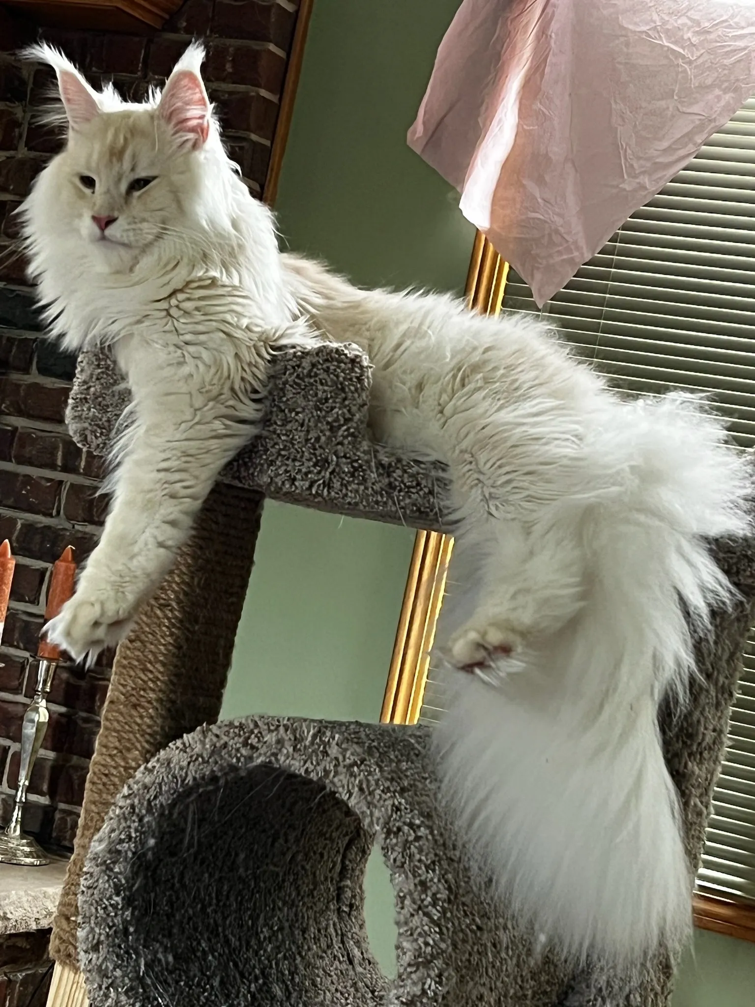 Maine Coon Cats For Adoption Columbus