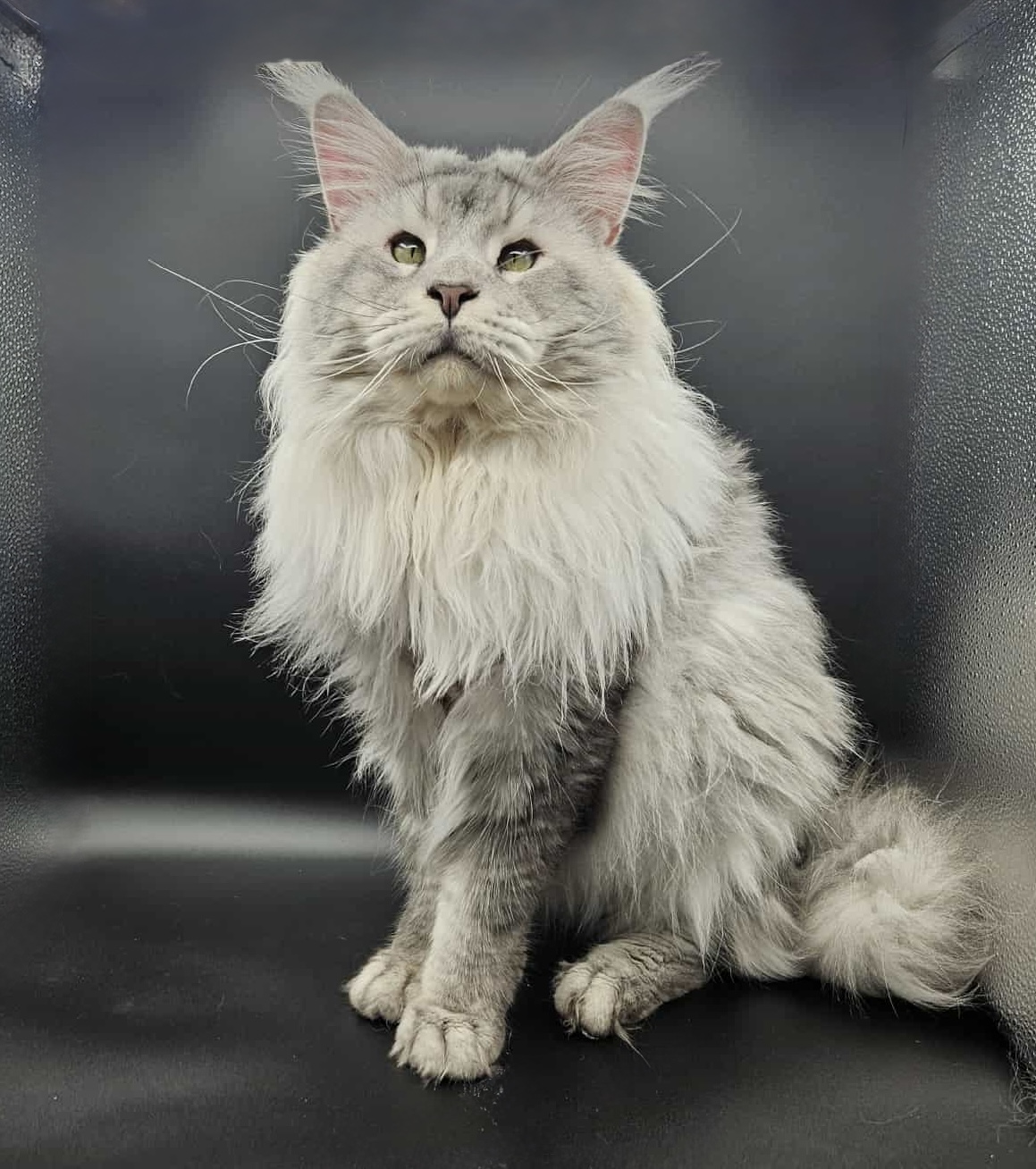 Maine Coon Cats For Adoption Corpus Christi