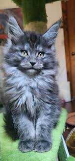 Maine Coon Cats For Adoption Denver