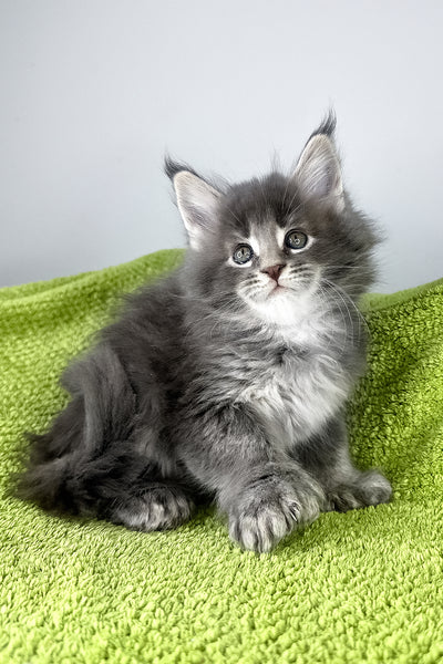 Maine Coon Cats For Adoption Des Moines