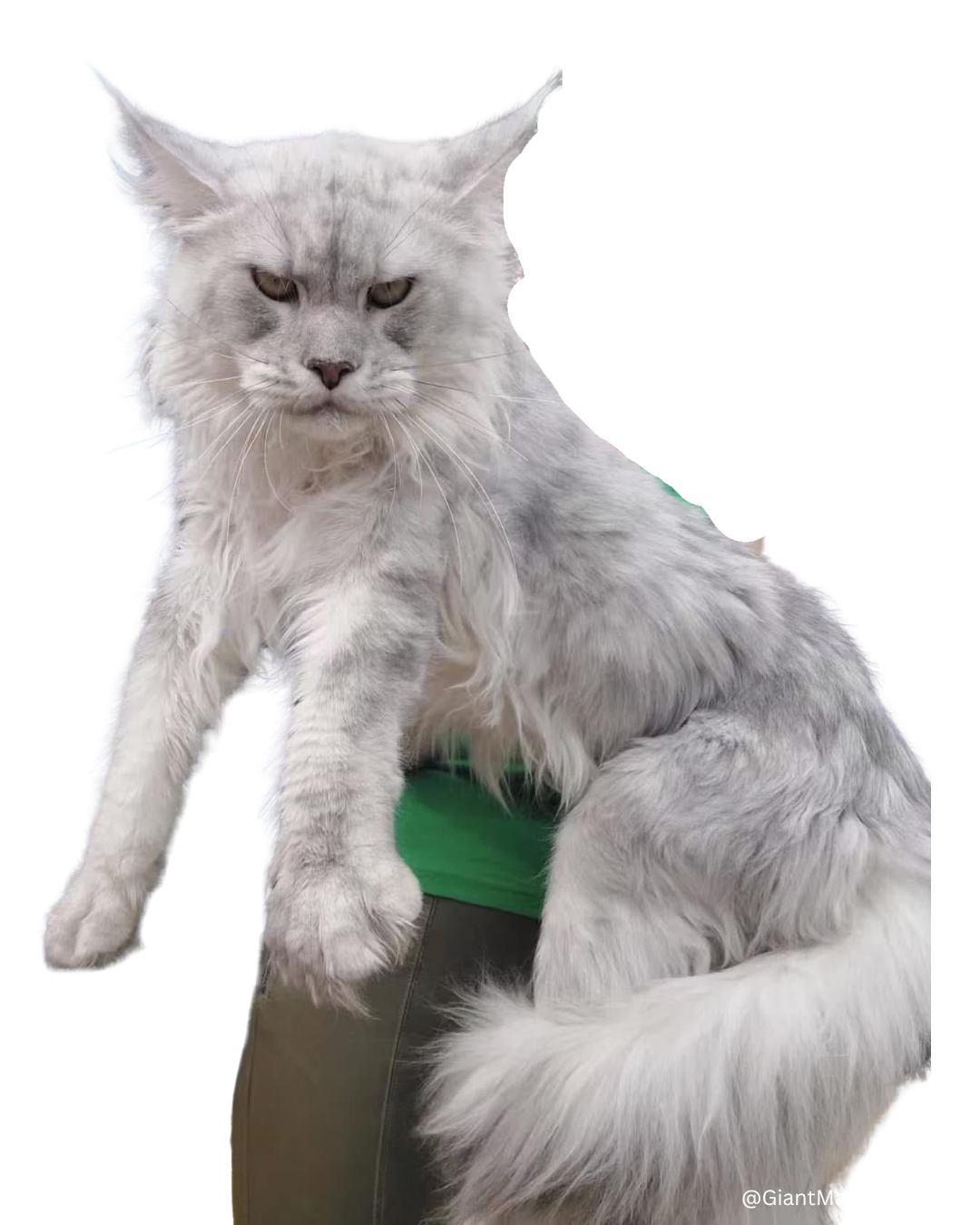 Maine Coon Cats For Adoption Fremont