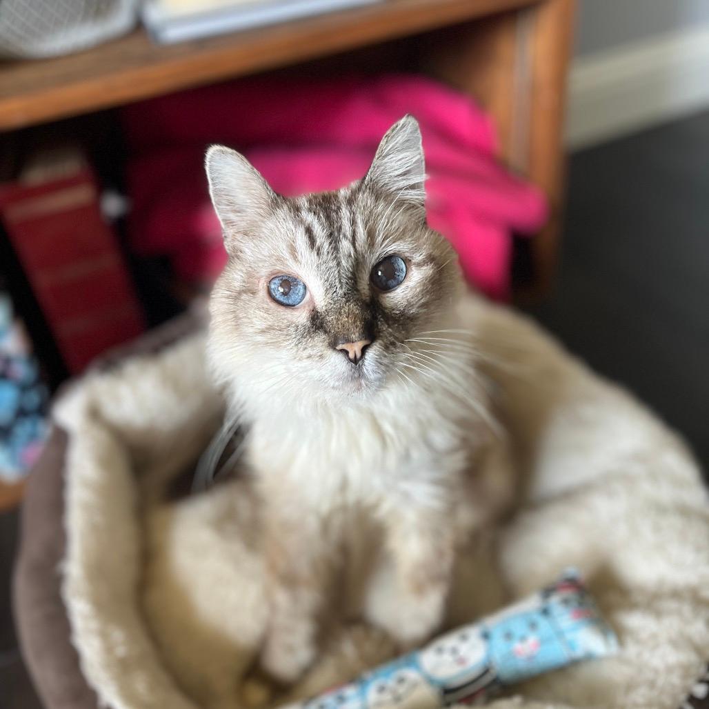 Maine Coon Cats For Adoption Garland