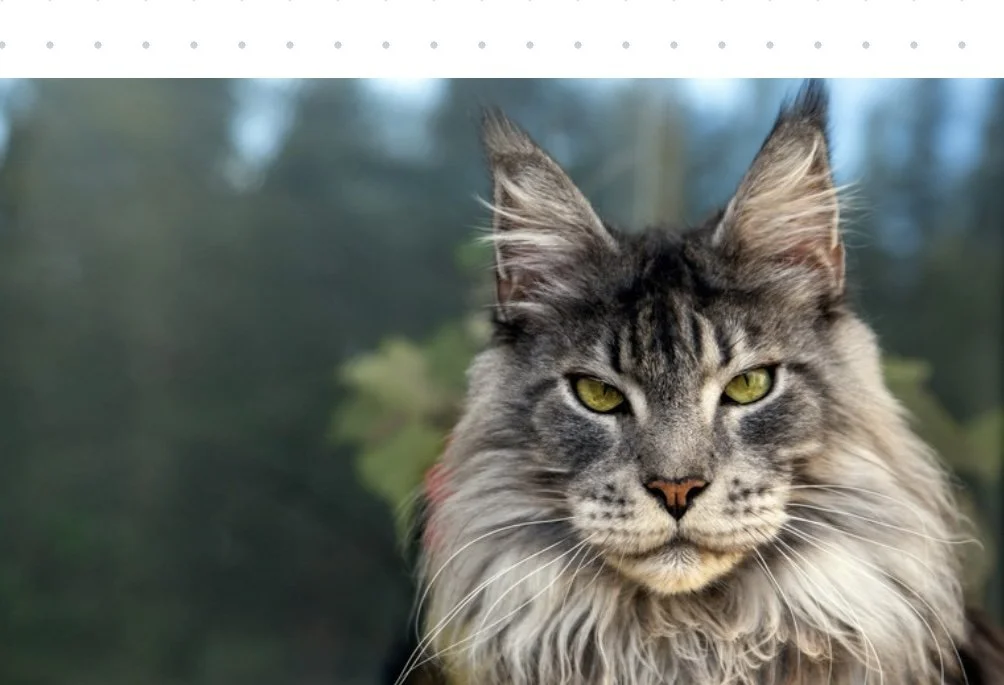Maine Coon Cats For Adoption Greensboro