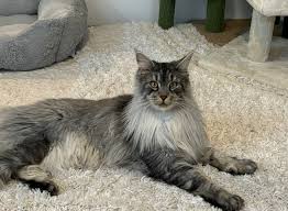 Maine Coon Cats For Adoption Henderson