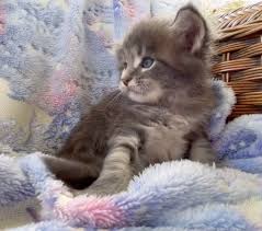 Maine Coon Cats For Adoption Honolulu