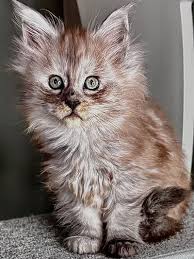 Maine Coon Cats For Adoption Indianapolis