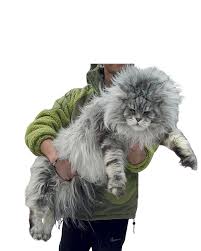 Maine Coon Cats For Adoption Jacksonville
