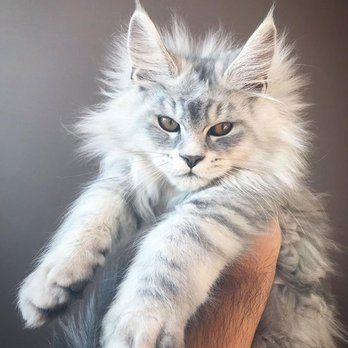 Maine Coon Cats For Adoption Jersey City