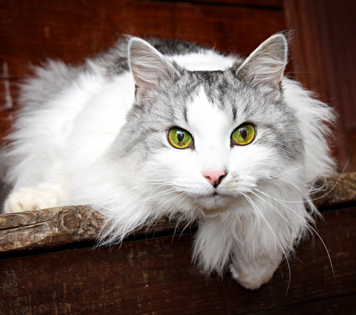 Maine Coon Cats For Adoption Laredo
