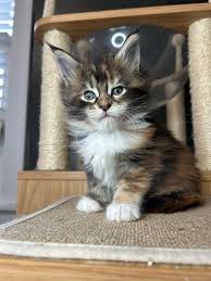 Maine Coon Cats For Adoption Lexington
