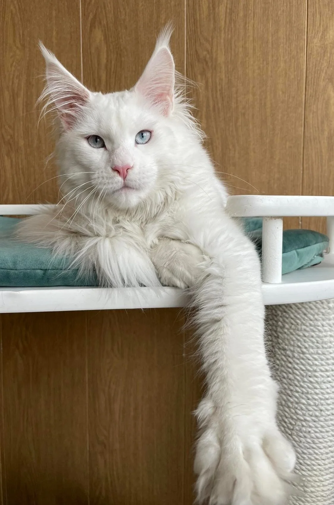 Maine Coon Cats For Adoption Los Angeles
