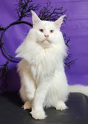 Maine Coon Cats For Adoption Lubbock
