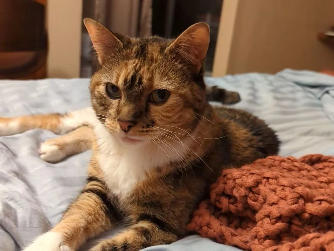 Maine Coon Cats For Adoption Madison
