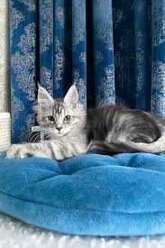 Maine Coon Cats For Adoption Memphis