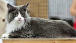 Maine Coon Cats For Adoption Modesto