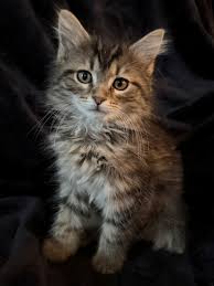 Maine Coon Cats For Adoption Nashville