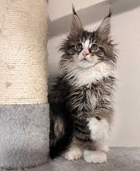 Maine Coon Cats For Adoption New Orleans