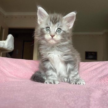 Maine Coon Cats For Adoption New York