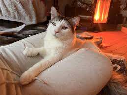 Maine Coon Cats For Adoption Newark