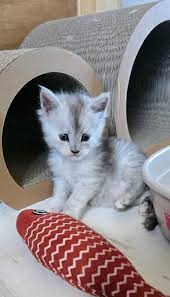 Maine Coon Cats For Adoption Norfolk