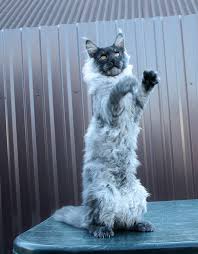 Maine Coon Cats For Adoption North Las Vegas