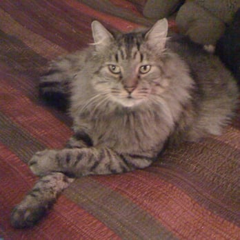 Maine Coon Cats For Adoption Oakland