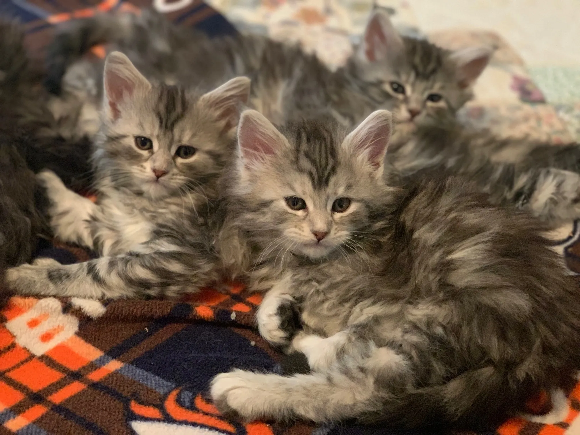 Maine Coon Cats For Adoption Omaha