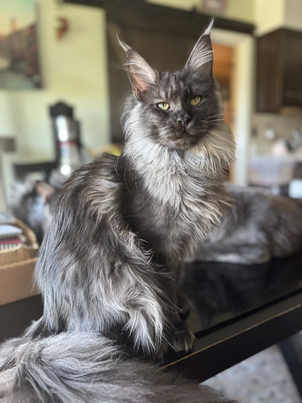Maine Coon Cats For Adoption Orlando