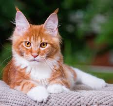 Maine Coon Cats For Adoption Pittsburgh