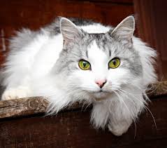 Maine Coon Cats For Adoption Plano