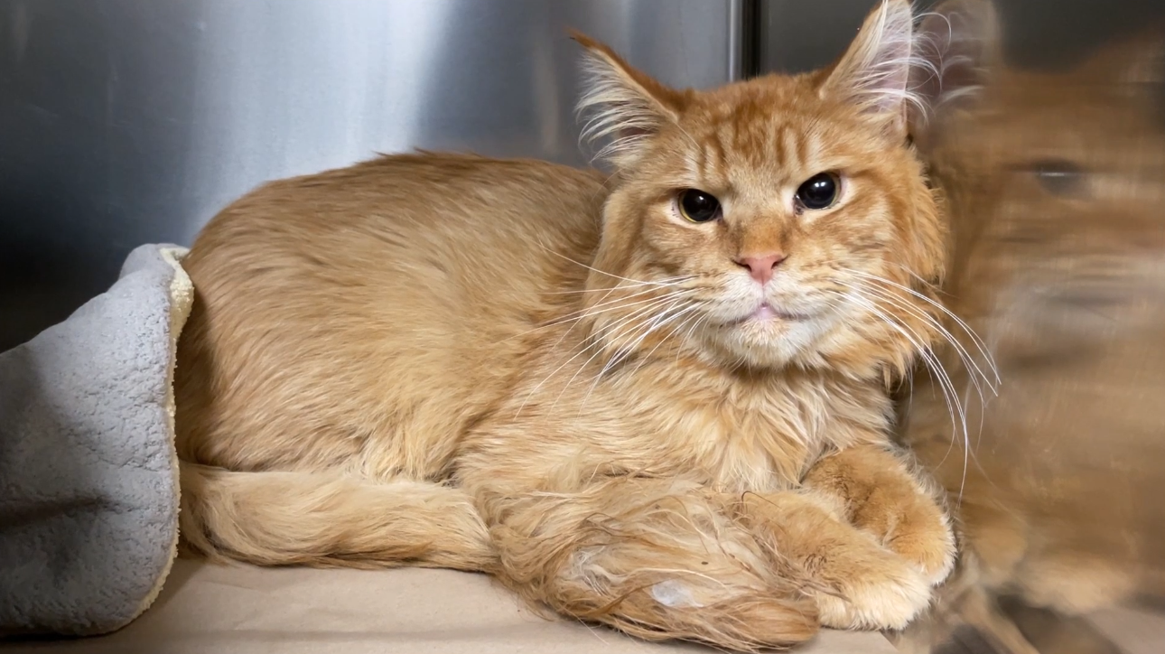 Maine Coon Cats For Adoption Portland