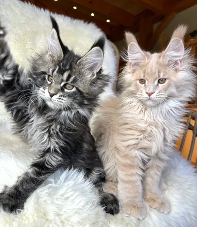 Maine Coon Cats For Adoption Richmond