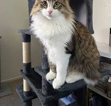 Maine Coon Cats For Adoption Sacramento