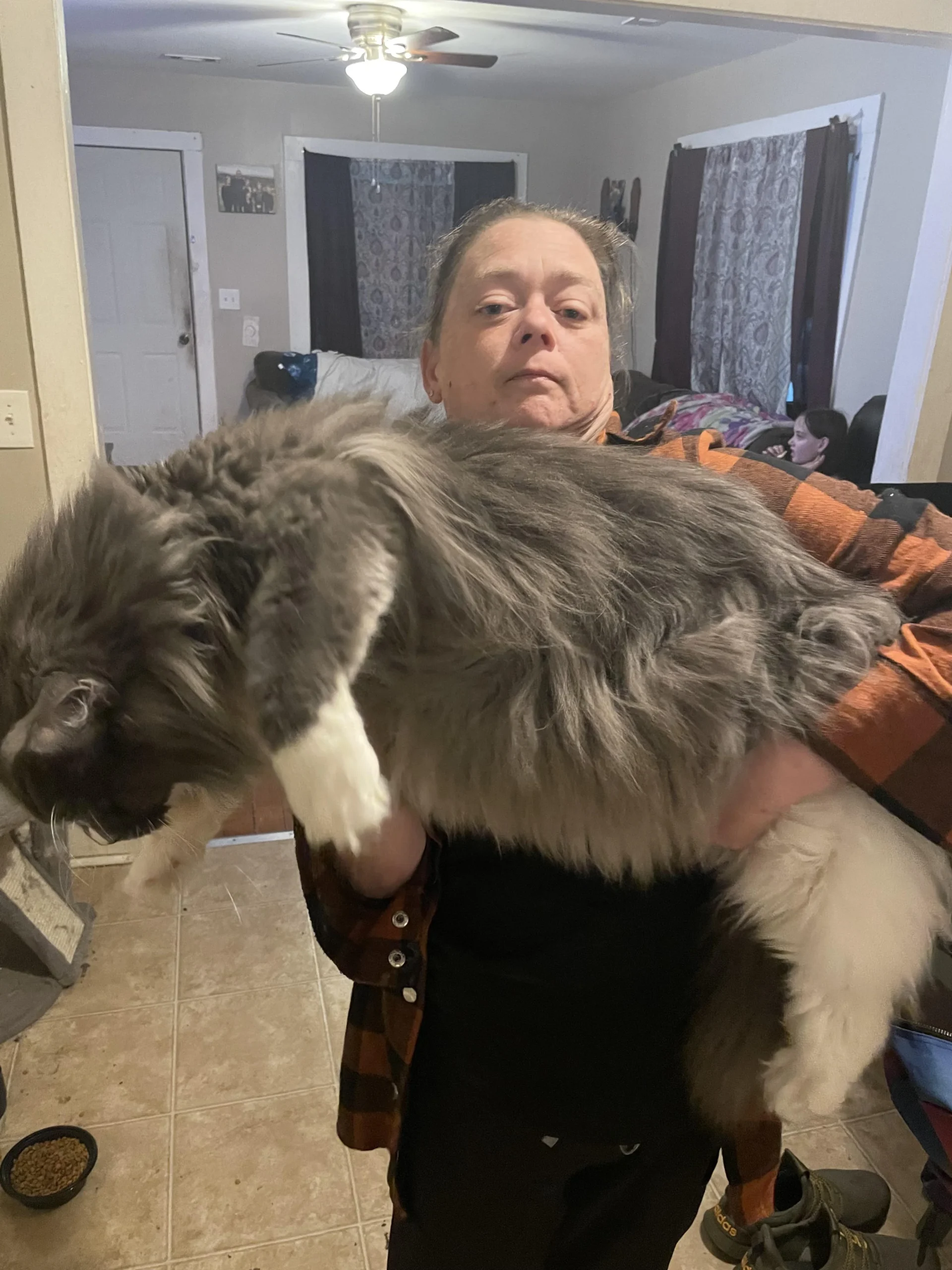 Maine Coon Cats For Adoption San Antonio