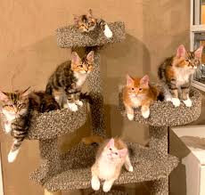Maine Coon Cats For Adoption San Diego