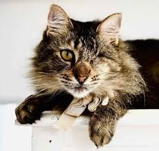 Maine Coon Cats For Adoption San Francisco