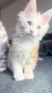 Maine Coon Cats For Adoption Scottsdale