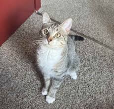 Maine Coon Cats For Adoption Seattle